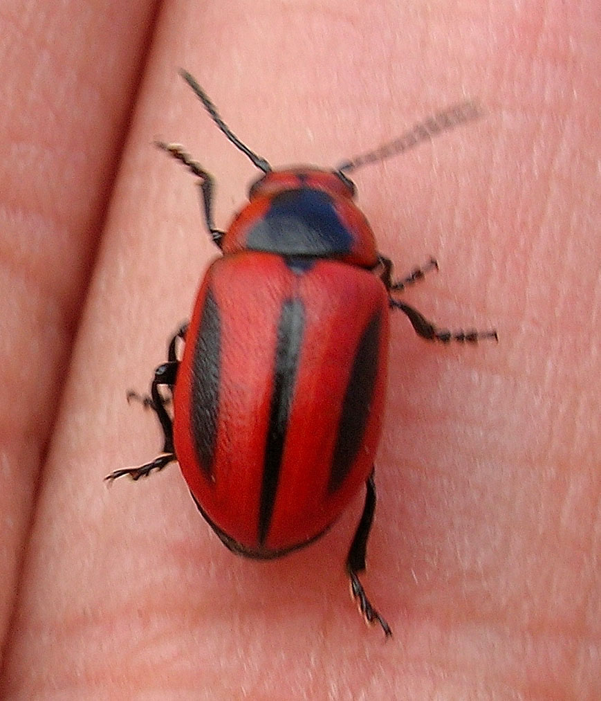 Entomoscelis adonidis